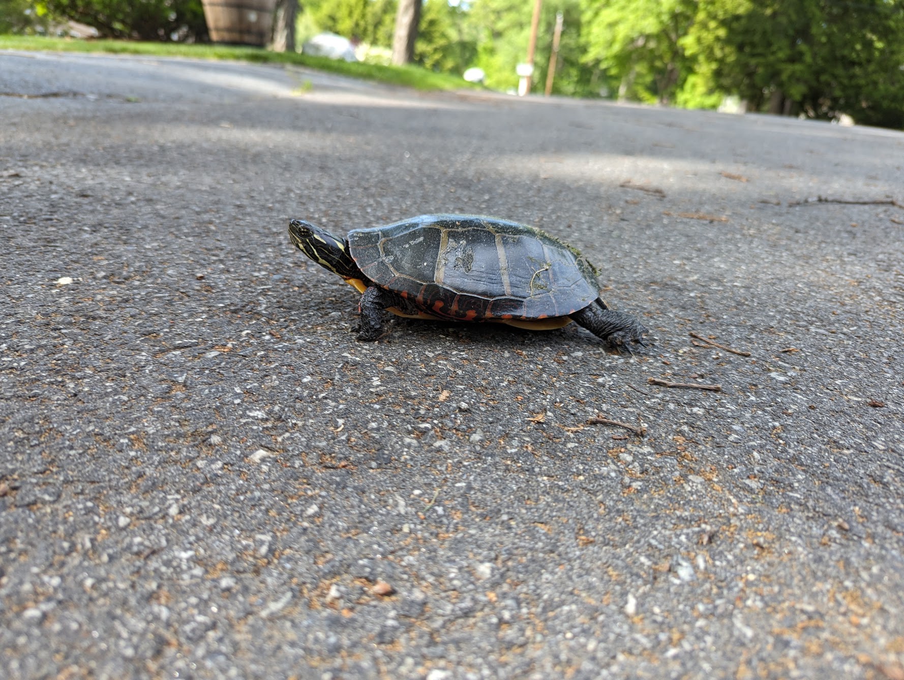Why’d the turtle cross the road?