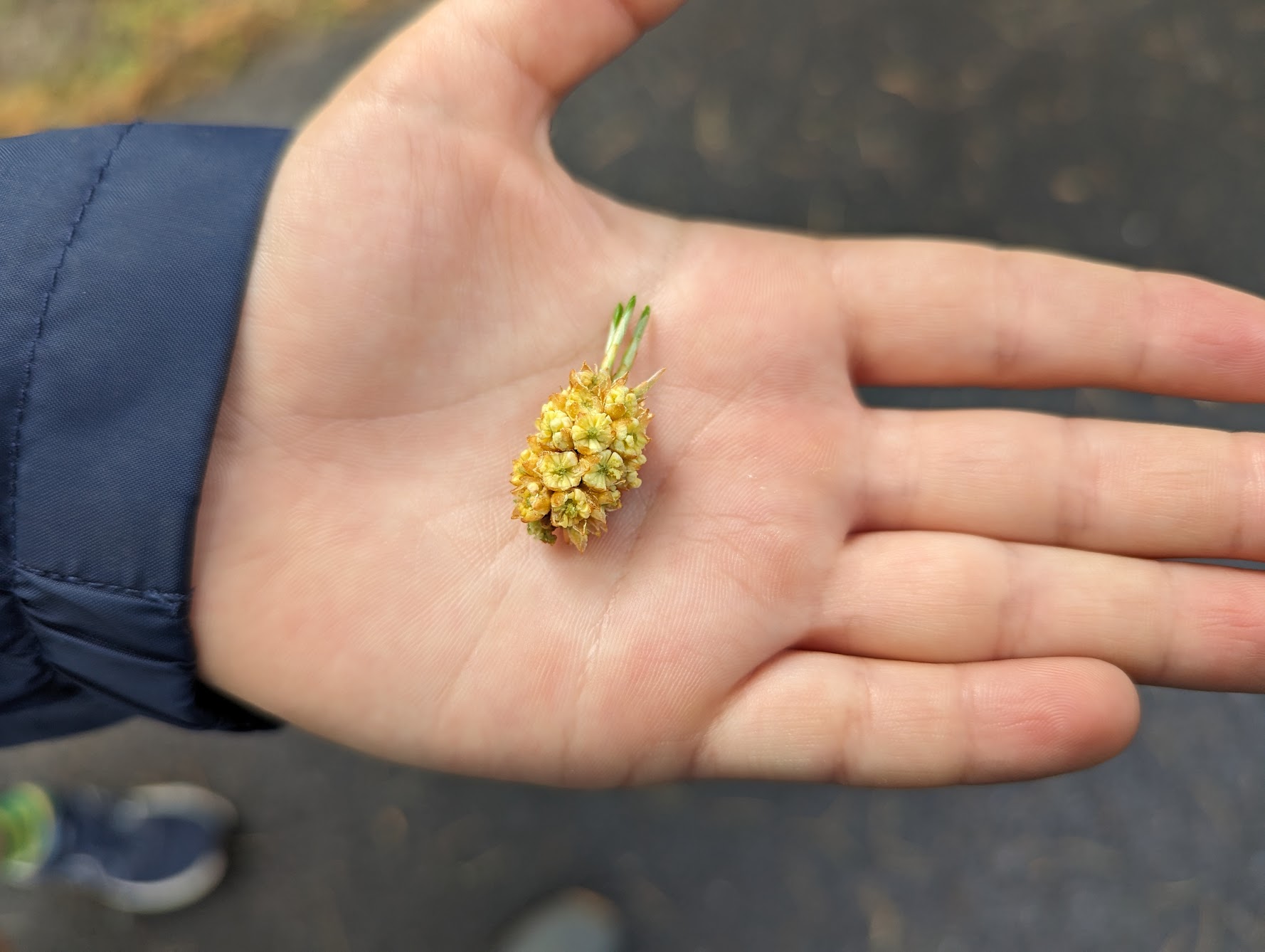 World’s smallest pineapple?