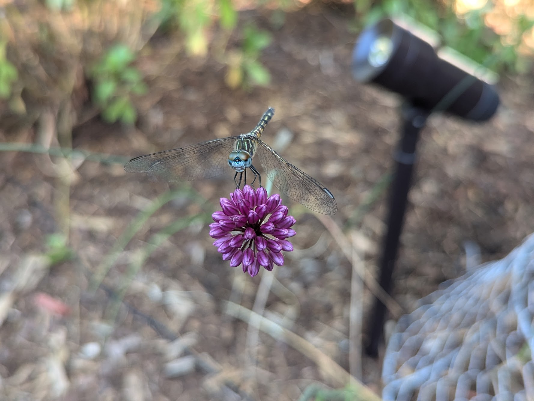 Dragonfly portraits