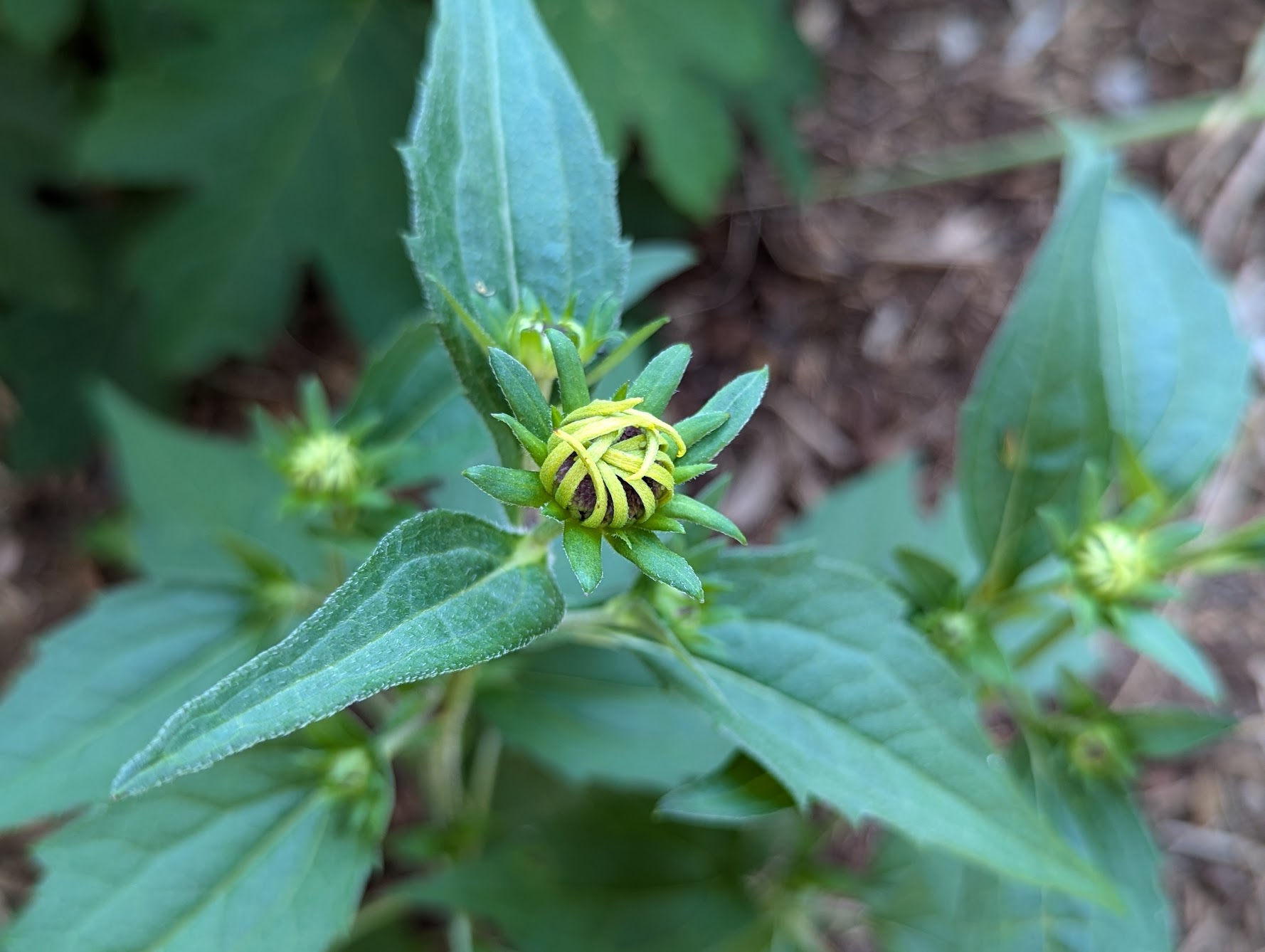 Rudbeckia