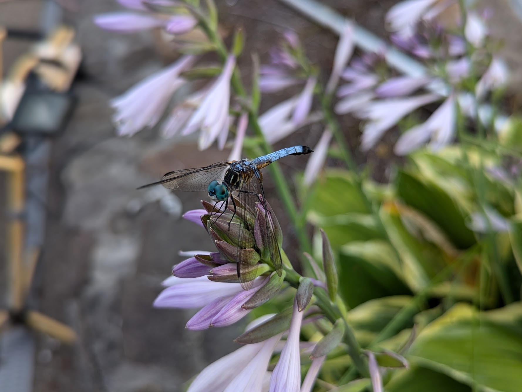 Another dragonfly