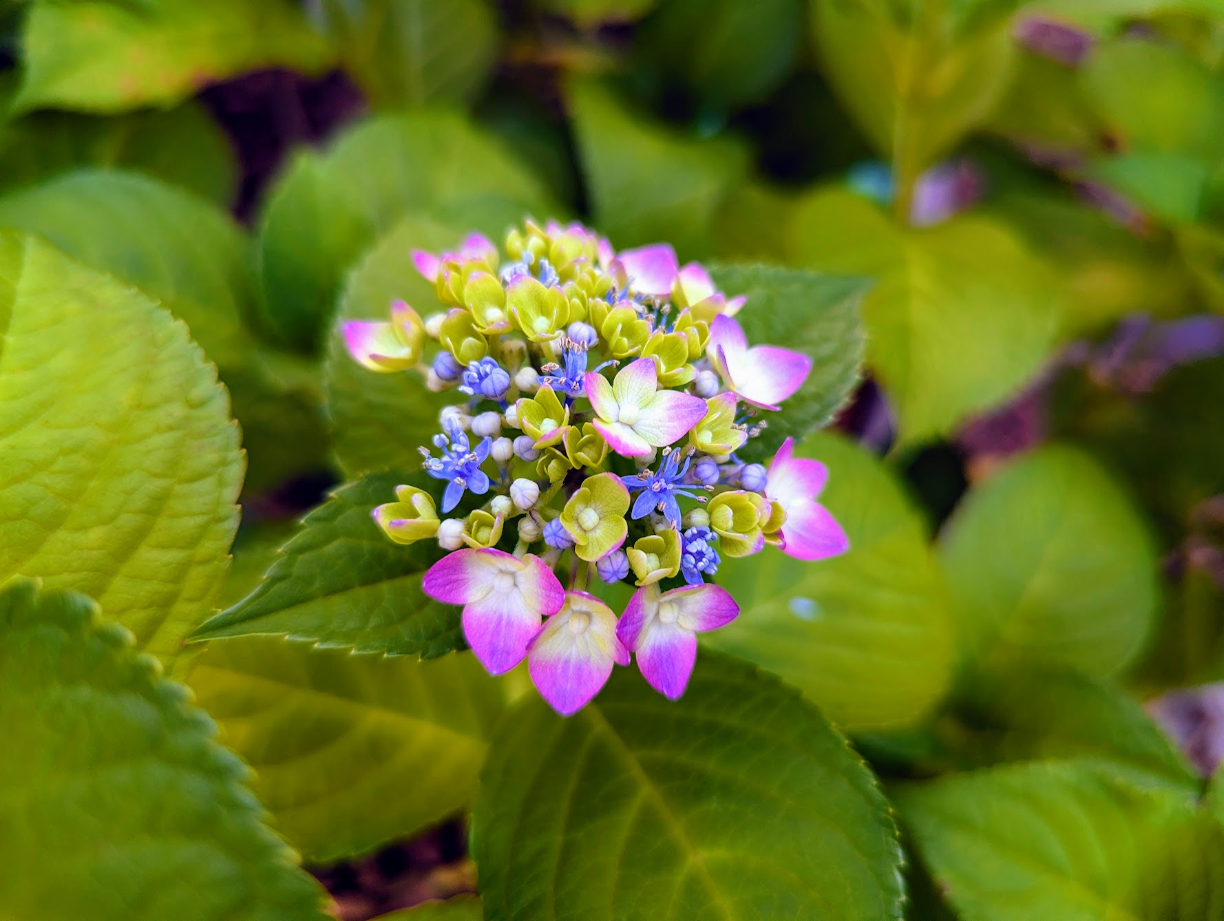 Hydrangeas again