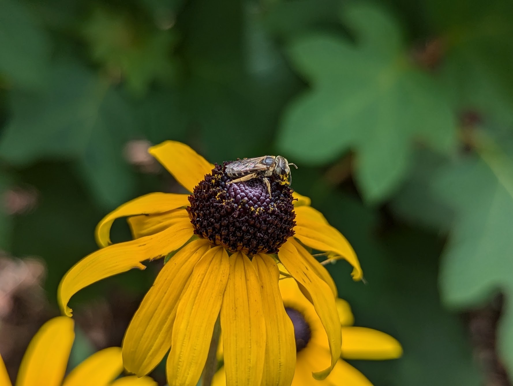 Lucky Bee