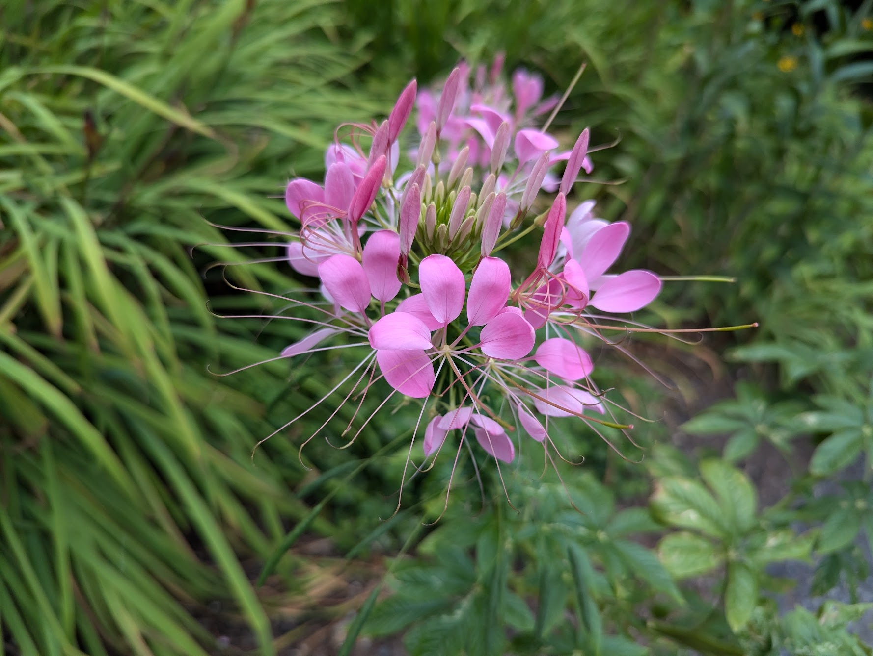 Spider Flower