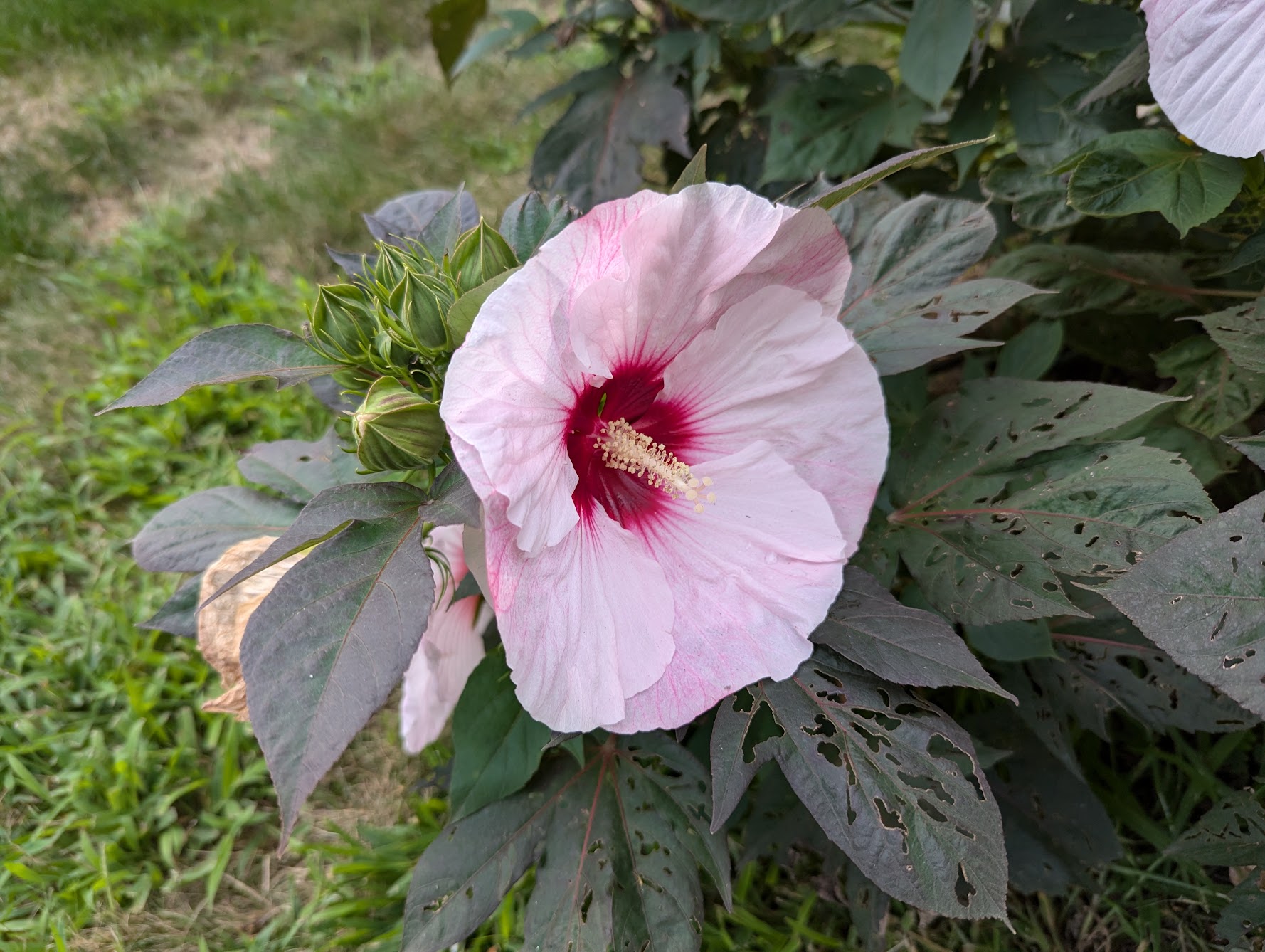 Hibiscus